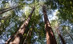 QCC Forestry - Harvesting & The Environment