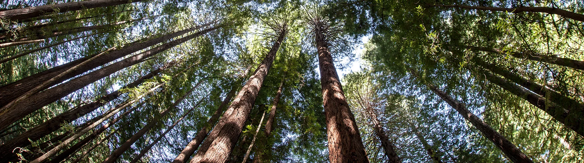 QCC Forestry - Harvesting & The Environment